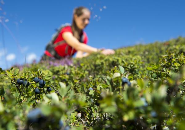s-hiking-c-tvb-kronplatz-photo-helmuth-rier-20120817-2267